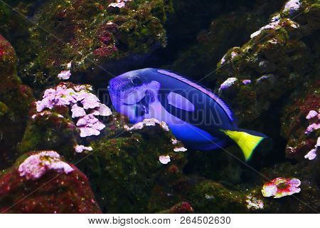 Blue Tang (paracanthurus Hepatus), Also Known As The Palette Surgeonfish, Regal Tang In Their Habita