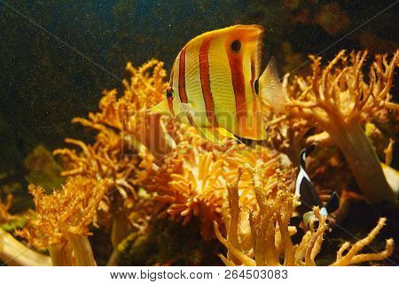 Beautiful Coperband Butterfly (chelmon Rostratus) Among The Underwater Coral Reef