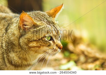 Closeup Of African Wild Cat, Felis Libyca. Side View Of Face On Blurred Background. Wild Feline In N