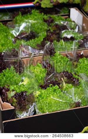 Cold Storage Of Fresh Packed Green And Red Oak Lettuce In  Boxes In Big Warehouse