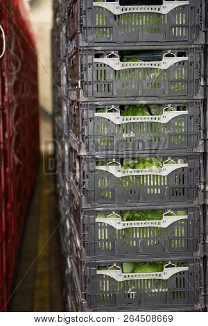 Cold Storage Of Fresh Packed Vegetables In Plastic Boxes In Big Warehouse