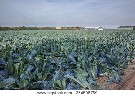 Landscape With Farm Field Full Of Ripe Green Romanesco Broccoli Or Roman Cauliflower, Broccolo Roman