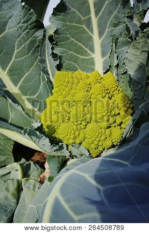 Organic Ripe Green Romanesco Broccoli Or Roman Cauliflower, Broccolo Romanesco, Romanesque Cauliflow
