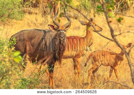 The Greater Kudu, A Species Of Antelope In The Bushland, Dry Season, In Kruger National Park, South 
