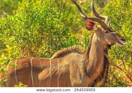 Male Greater Kudu, A Species Of Antelope In The Bushland, Kruger National Park, South Africa. Closeu