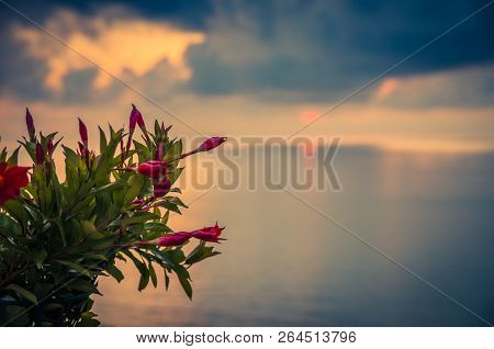 Pink Rose Red Beautiful Bush Of Flowers In Foreground Of Aerial View Amazing Sea Sunset, Twilight, S