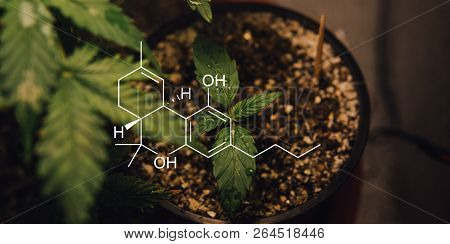 Growing Marijuana In Small Spaces. Cbd And Thc Elements In Cannabis, Cannabinoids, And Health