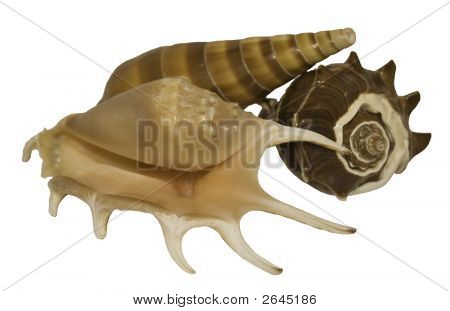 클리핑 경로 함께 3 개의 포탄