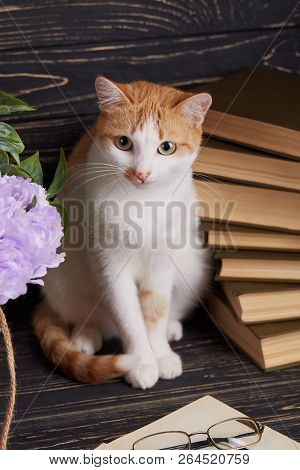 A Beautiful Pussy On A Dark Wooden Background