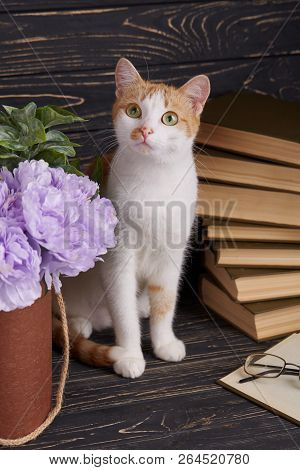 The Cat Looks Up. A Beautiful Pussy On A Dark Background