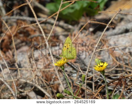 Golden Eight Butterfly Yellow In The Mountains Of Italy