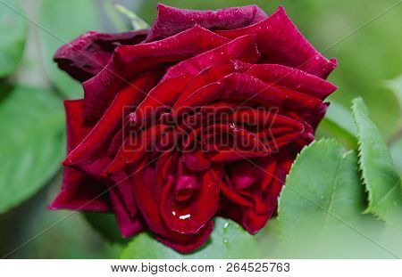 Red Rose - Garden Plant - Blosssom