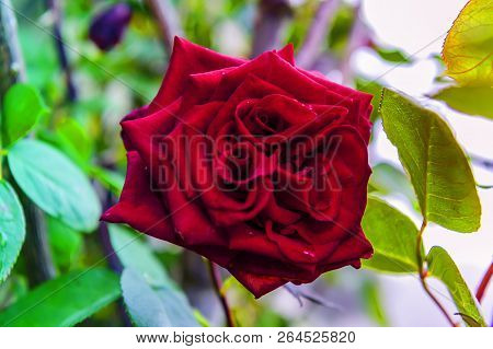 Red Rose - Garden Plant - Blosssom
