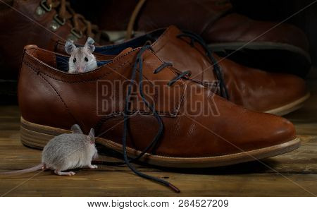 Close-up Two Mice And Leather Brown Shoes On The Wooden Floors. Small Dof Focus Put Only To Mouse He