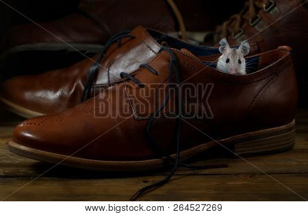 Close-up Young Mouse Sits In  Leather Brown Shoe On The Wooden Floors. Small Dof Focus Put Only To M