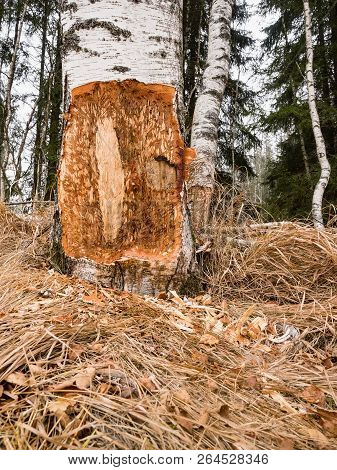 A Beaver Can Chew Down A Small Ann Big Tree. They Will Regularly Cut Down Trees. Beavers Eat Mostly 