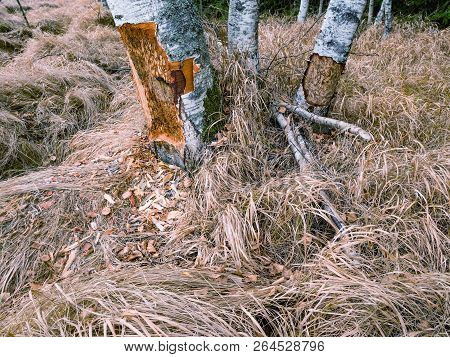 A Beaver Can Chew Down A Small Ann Big Tree. They Will Regularly Cut Down Trees. Beavers Eat Mostly 