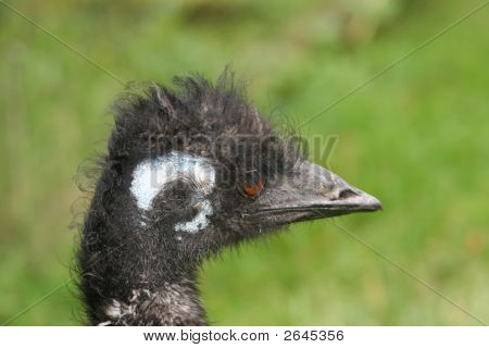 Emu