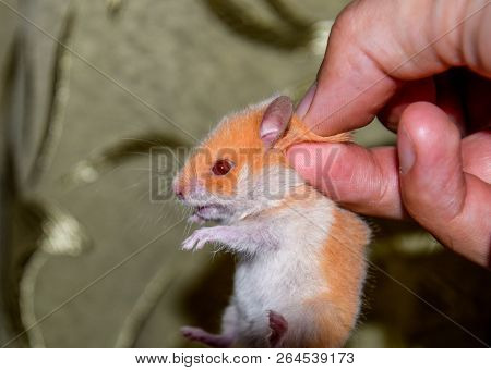 Hamster In Hand. Hamster Hold The Scruff. Hamster Held With Fingers.