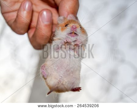 Hamster In Hand. Hamster Hold The Scruff. Hamster Held With Fingers.