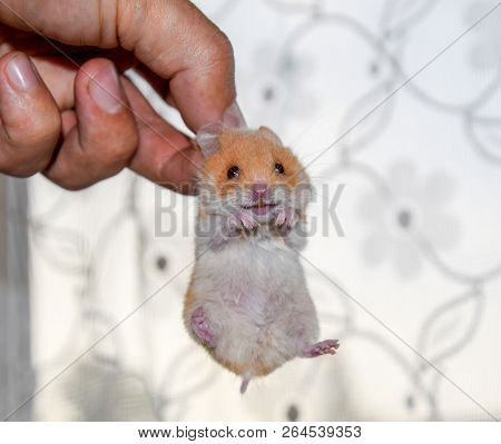 Hamster In Hand. Hamster Hold The Scruff. Hamster Held With Fingers.
