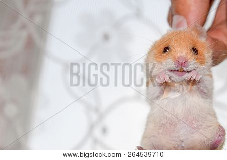 Hamster In Hand. Hamster Hold The Scruff. Hamster Held With Fingers.