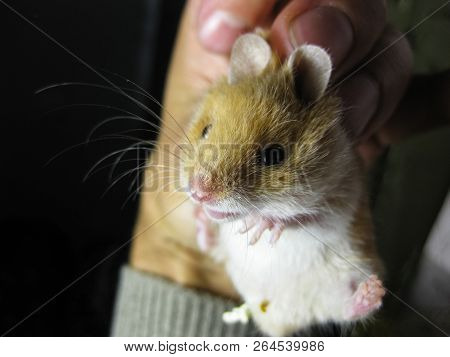 Hamster In Hand. Hamster Hold The Scruff. Hamster Held With Fingers.