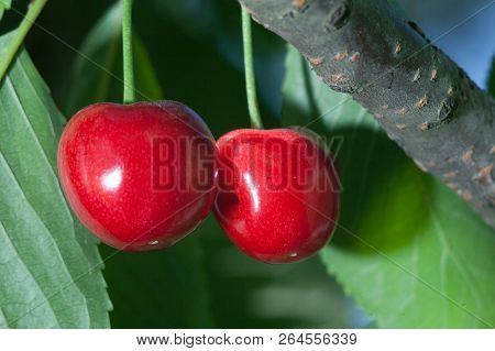 Ripe Red Delicious Useful Cherry On A Tree In The Summer. Useful Dietary Fruits With Vitamins For He