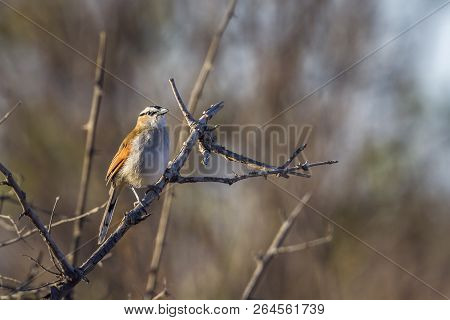 Black-crowned Tchagra In Kruger National Park, South Africa ; Specie Tchagra Senegalus Family Of Mal