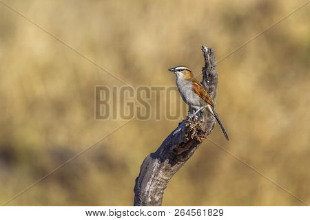 Black-crowned Tchagra In Kruger National Park, South Africa ; Specie Tchagra Senegalus Family Of Mal