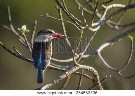 Brown Hooded Kingfisher In Kruger National Park, South Africa ; Specie Halcyon Albiventris Family Of