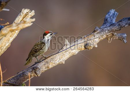 Cardinal Woodpecker In Kruger National Park, South Africa ; Specie Dendropicos Fuscescens Family Of 