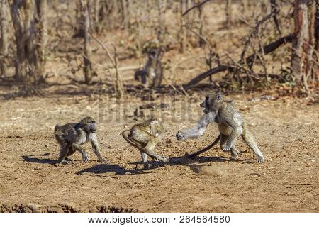 Chacma Baboon In Kruger National Park, South Africa ; Specie Papio Ursinus Family Of Cercopithecidae