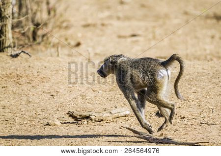 Chacma Baboon In Kruger National Park, South Africa ; Specie Papio Ursinus Family Of Cercopithecidae