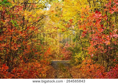Colorful Leaves Of Trees In The Autumn Forest, Colors Of Leaf-fall. Autumnal Forest Landscape.
