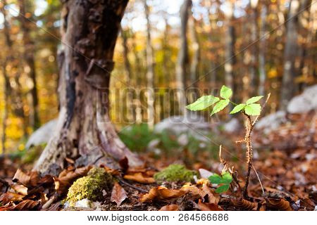 Wild Plant Leaf Close Up, Autumn Background.  Beauty In Nature. Autumn Lansdscape