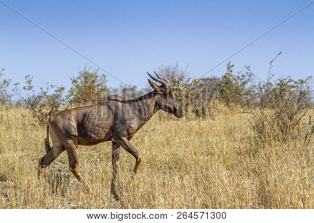 Common Tsessebe In Kruger National Park, South Africa ; Specie Damaliscus Lunatus Lunatus Family Of 