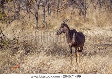 Common Tsessebe In Kruger National Park, South Africa ; Specie Damaliscus Lunatus Lunatus Family Of 