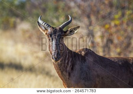 Common Tsessebe In Kruger National Park, South Africa ; Specie Damaliscus Lunatus Lunatus Family Of 