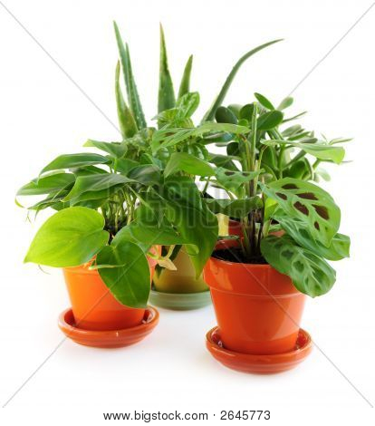Geassorteerde kamerplanten