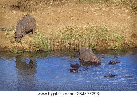 Hippopotamus In Kruger National Park, South Africa ; Specie Hippopotamus Amphibius Family Of Hippopo