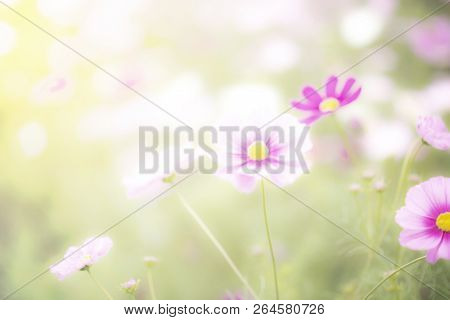 Beautiful Pink And Colorful Flower Field,blur Flowers  For Background,cosmos Flowers Background In V