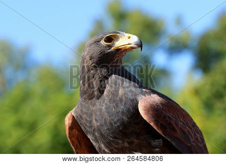 Portrait Of A Harris Hawk (parabuteo Unicinctus)