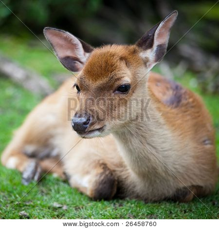 ป้องกัน (นิปปอน Cervus lat.) กวางซิก้า