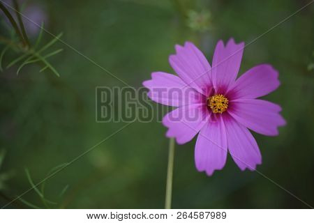 Close Up Chrysanthemum, Close Up Wild Flower, Soft Light Flower, Pink Flower, Rose Red Flower
