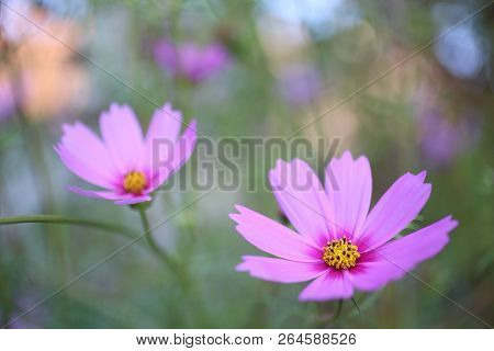 Close Up Chrysanthemum, Close Up Wild Flower, Soft Light Flower, Pink Flower, Rose Red Flower