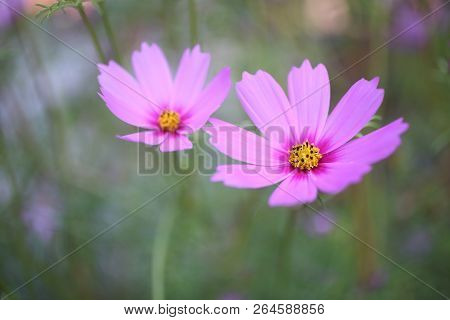 Close Up Chrysanthemum, Close Up Wild Flower, Soft Light Flower, Pink Flower, Rose Red Flower