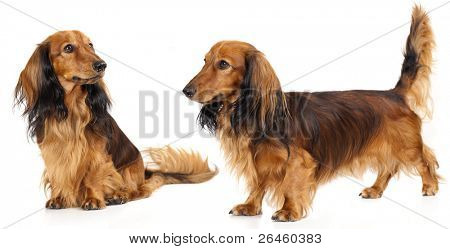 สุนัข dachshund