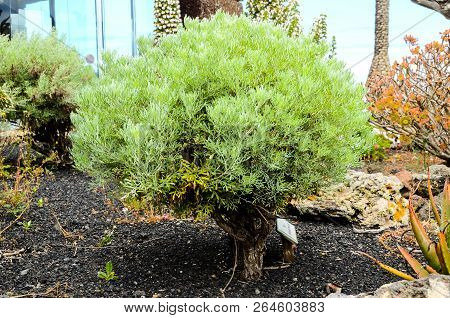 Plants In Greenhouse, Beautiful Photo Digital Picture