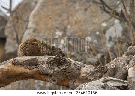 Rock Hyrax In Kruger National Park, South Africa ; Specie Procavia Capensis Family Of Procaviidae